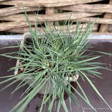 Attēlu rezultāti vaicājumam “Koeleria glauca”