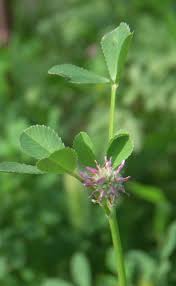 Attēlu rezultāti vaicājumam “Trifolium fragiferum flower”