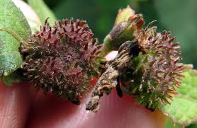 Attēlu rezultāti vaicājumam “Reticularia lobata young”