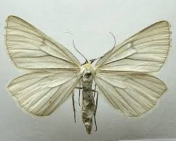 Attēlu rezultāti vaicājumam “Siona lineata”