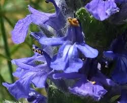 Attēlu rezultāti vaicājumam “Ajuga genevensis flower”