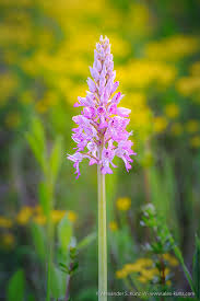 Attēlu rezultāti vaicājumam “Orchis militaris”