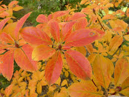 Attēlu rezultāti vaicājumam “Enkianthus chinensis leaf”