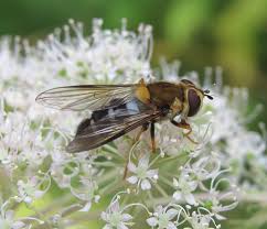 Attēlu rezultāti vaicājumam “Leucozona glaucia”