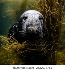 Image result for Halichoerus grypus