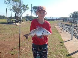 Image result for Pomadasys commersonnii