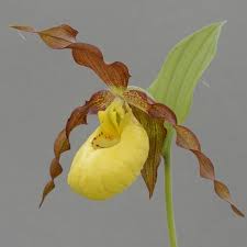 Attēlu rezultāti vaicājumam “Cypripedium calceolus”