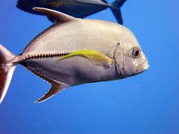 Image result for Caranx lugubris