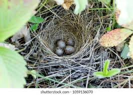 Attēlu rezultāti vaicājumam “Emberiza schoeniclus eggs”