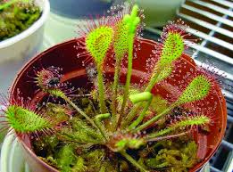 Attēlu rezultāti vaicājumam “Drosera x obovata leaf”