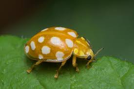 Attēlu rezultāti vaicājumam “Halyzia sedecimguttata”