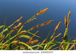 Attēlu rezultāti vaicājumam “Carex acuta leaf”