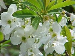 Attēlu rezultāti vaicājumam “Exochorda giraldii var. wilsonii”