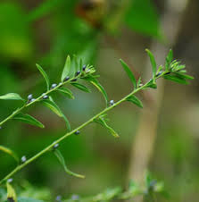 Attēlu rezultāti vaicājumam “Lithospermum officinale”