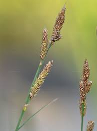 Attēlu rezultāti vaicājumam “Carex hartmanii”