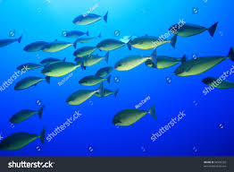 Image result for Naso hexacanthus