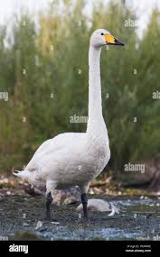 Attēlu rezultāti vaicājumam “Cygnus cygnus adult”