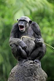 Attēlu rezultāti vaicājumam “Troglodytes troglodytes adult”