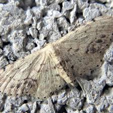 Attēlu rezultāti vaicājumam “Idaea dimidiata”