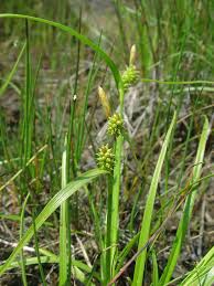 Attēlu rezultāti vaicājumam “Carex viridula”