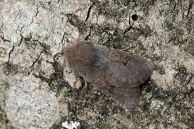 Attēlu rezultāti vaicājumam “Orthosia populeti”