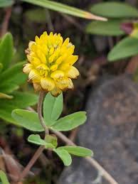 Attēlu rezultāti vaicājumam “Trifolium spadiceum flower”