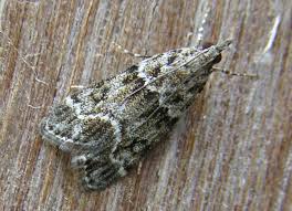 Attēlu rezultāti vaicājumam “Eudonia lacustrata”