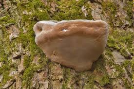 Attēlu rezultāti vaicājumam “Phellinus alni”