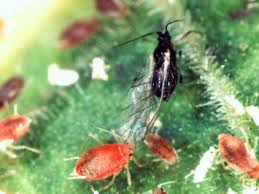 Attēlu rezultāti vaicājumam “Prociphilus xylostei”