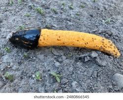 Attēlu rezultāti vaicājumam “Mutinus caninus”