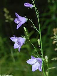 Attēlu rezultāti vaicājumam “Campanula rotundifolia leaf”