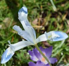 Attēlu rezultāti vaicājumam “Iris reticulata”