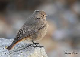 Attēlu rezultāti vaicājumam “Phoenicurus ochruros female”