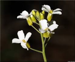 Attēlu rezultāti vaicājumam “Cardaminopsis arenosa flower”