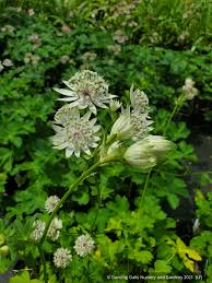 Attēlu rezultāti vaicājumam “Astrantia major”