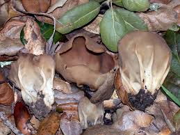 Attēlu rezultāti vaicājumam “Helvella acetabulum”