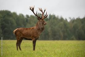 Attēlu rezultāti vaicājumam “Cervus elaphus”