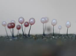 Attēlu rezultāti vaicājumam “Comatricha nigra spores”