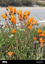 Image result for Dimorphotheca sinuata