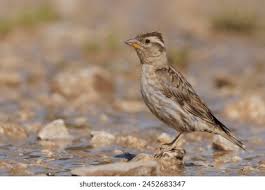 Image result for Petronia petronia