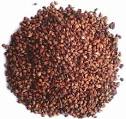 Grape Seed Extract Targets and Kills Cancer Cells and Leaves ...