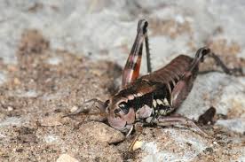 Attēlu rezultāti vaicājumam “Podisma pedestris”