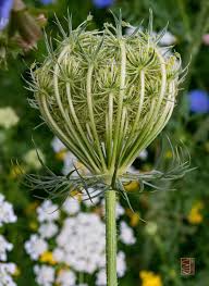 Attēlu rezultāti vaicājumam “Daucus sativus flower”
