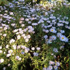 Image result for Aster novi-belgii
