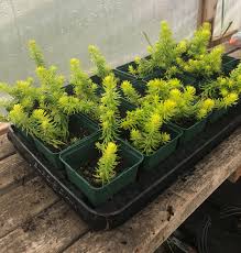 Attēlu rezultāti vaicājumam “Sedum rupestre”