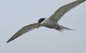 Attēlu rezultāti vaicājumam “Sterna hirundo”