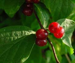 Attēlu rezultāti vaicājumam “Lonicera xylosteum leaf”