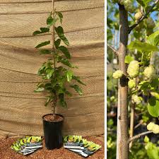 Attēlu rezultāti vaicājumam “Morus alba”