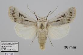 Attēlu rezultāti vaicājumam “Agrotis ripae”
