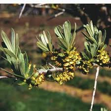Attēlu rezultāti vaicājumam “Hippophae rhamnoides”